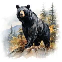 TRANSFER BLACK BEAR WATERCOLOR