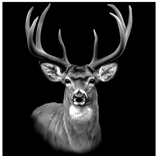 TRANSFER DEER PORTRAIT